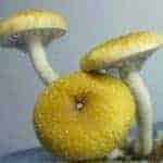 FLORIDA WHITE MAGIC MUSHROOM (PREMIUM) - Image 2