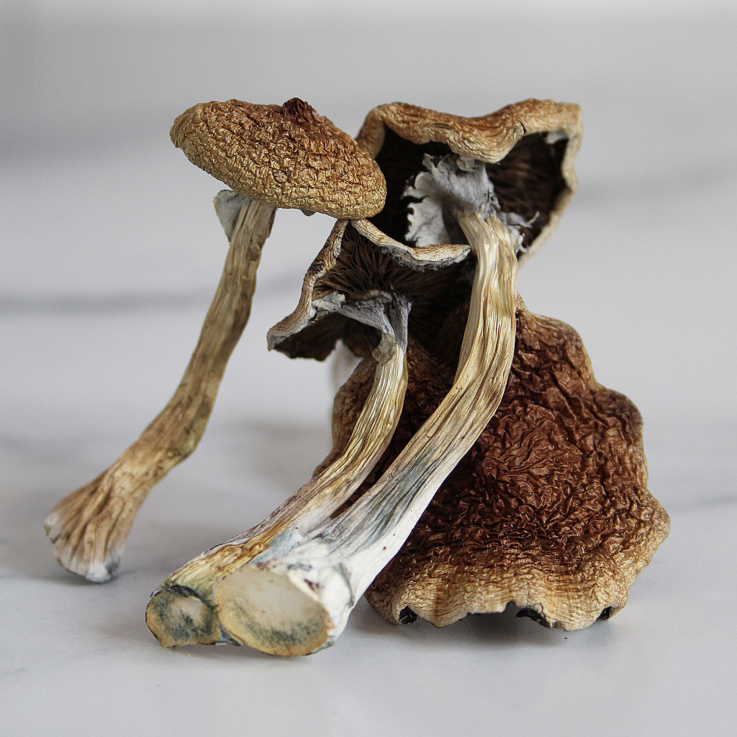 WOLLYGONG MAGIC MUSHROOM - Image 2