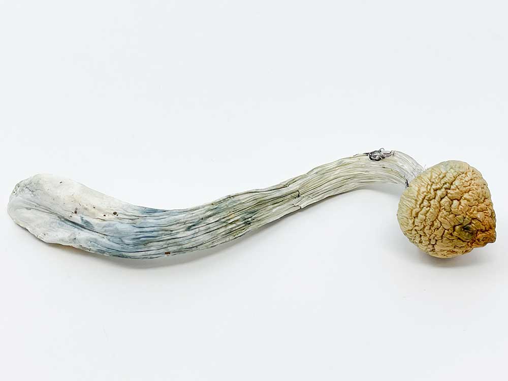 DADDY LONG LEGS MAGIC MUSHROOM - Image 2