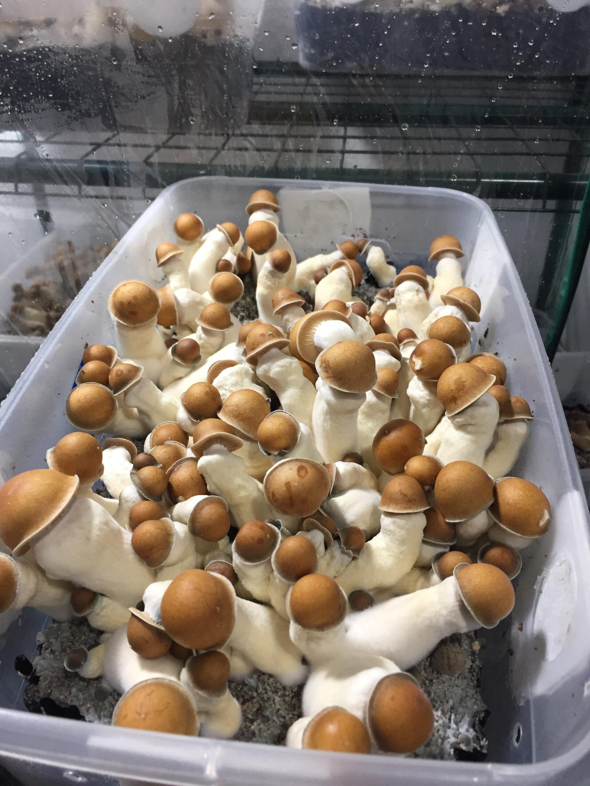 Penis Envy Mushrooms - Image 2