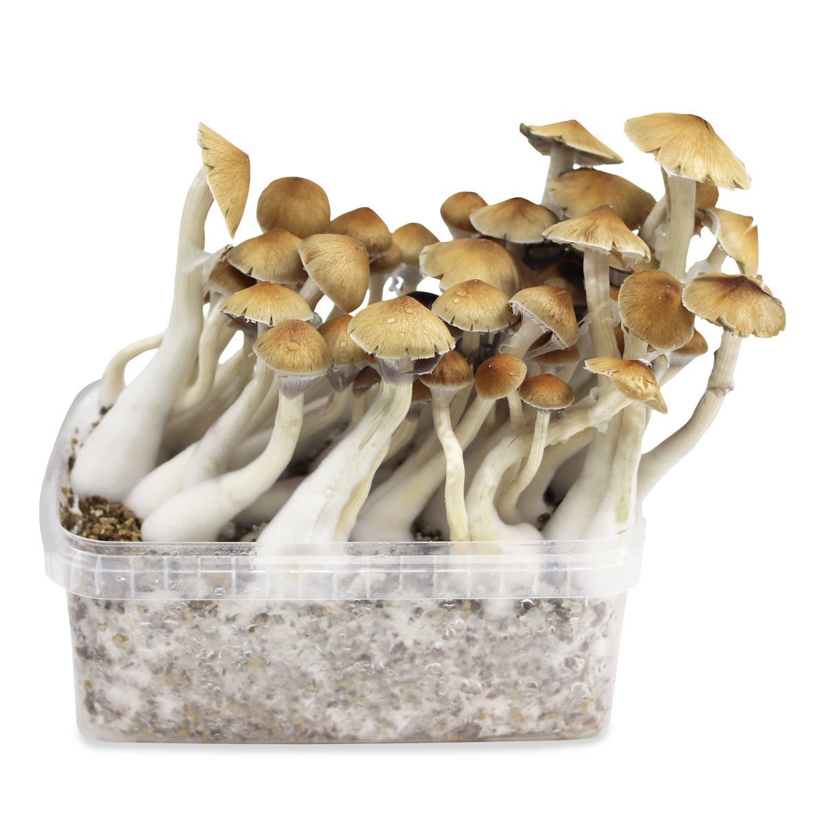 CAMBODIAN MAGIC MUSHROOM - Image 2