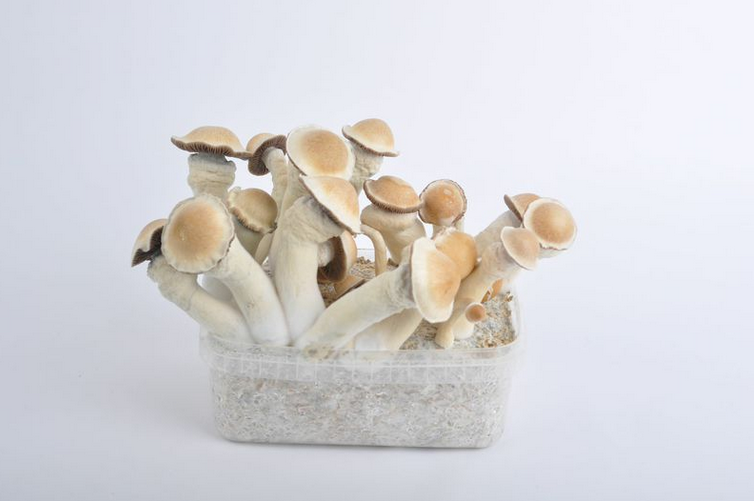 Penis Envy Mushrooms - Image 3