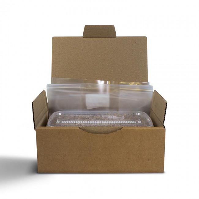 Magic Mushroom Grow Kit Red Boy XL by Mondo® - Image 2
