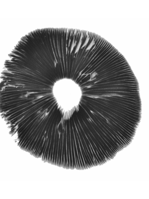 Magic Mushroom spore print | Albino A+