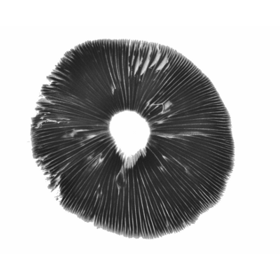 Magic Mushroom spore print | Albino A+