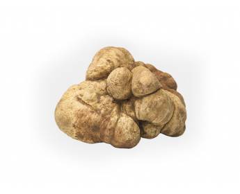 FRESH WHITE TRUFFLE