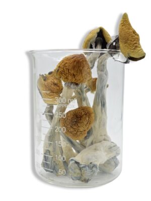 Golden Teacher Magic Mushrooms