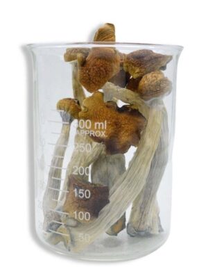 Blue Meanie Magic Mushrooms