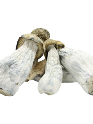 Goldmember Magic Mushrooms