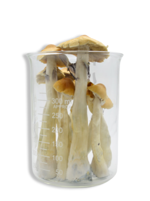 Lyophilized Golden Teacher Magic Mushrooms