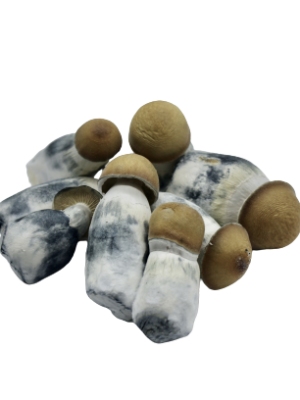 Lyophilized Goldmember Magic Mushrooms