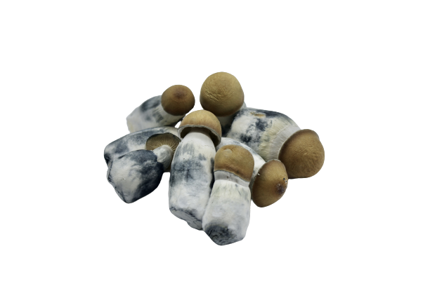 Lyophilized Goldmember Magic Mushrooms
