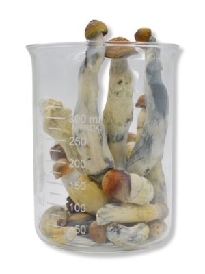 Lyophilized Penis Envy Magic Mushrooms