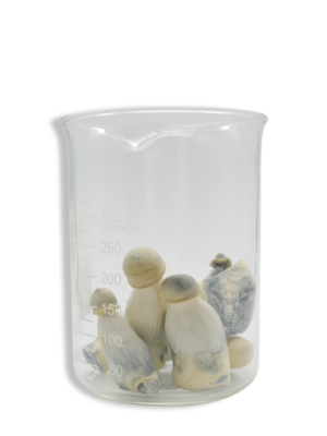 Lyophilized Albino Penis Envy Magic Mushrooms