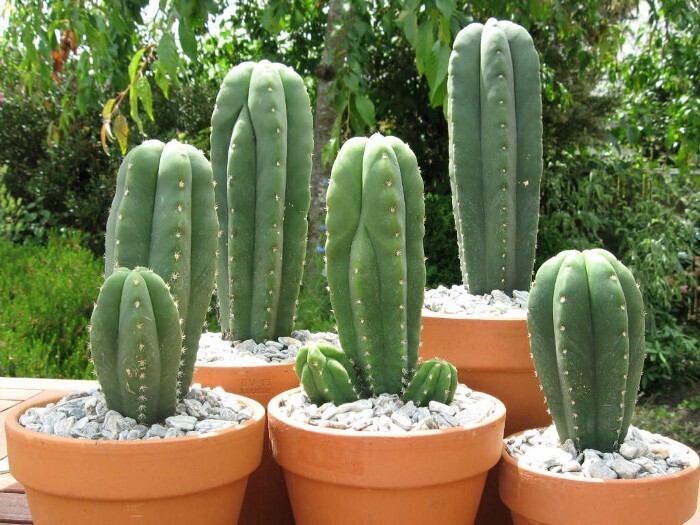 Powdered San Pedro Cacti (Mescaline) - Image 3