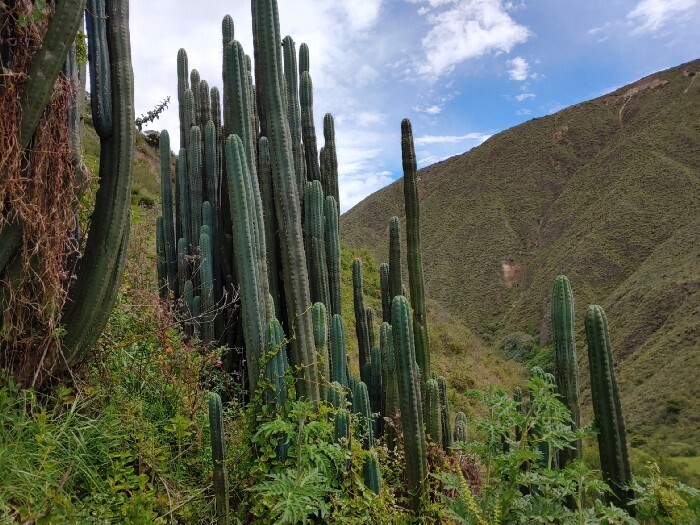 Powdered San Pedro Cacti (Mescaline) - Image 2