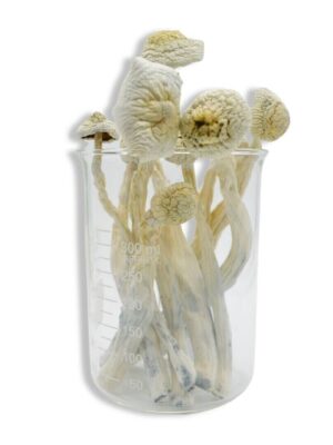 Albino Treasure Coast Magic Mushrooms