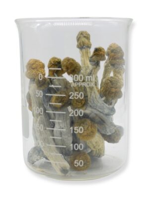 Blue Goba Magic Mushrooms