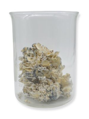 Enigma Magic Mushrooms