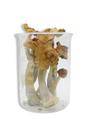 Trans Envy Magic Mushrooms
