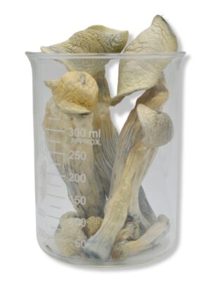 Premium Albino Treasure Coast