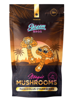 Panaeolus Cyanescens magic mushrooms